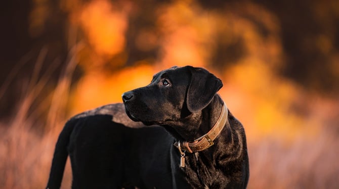 Traverse City with Pets: Top Ways to Enjoy Fall with Your Furry Friend