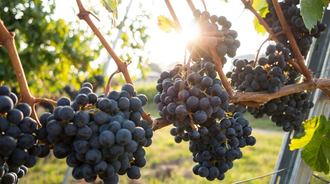 Enjoy Bowers Harbor Vineyards