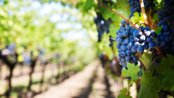 Summer Activities to Experience in Traverse City